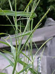 Image result for Urelytrum agropyroides