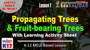 Find the best fruit tree varieties for your garden! Propagating Trees And Fruit Bearing Trees Learning Activity Sheet Download Youtube