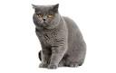 British Shorthair Cat Breed Profile | Petfinder