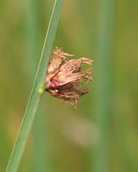 Image result for Schoenoplectus sp.no.3