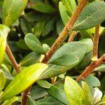 Image result for Diospyros dichrophylla