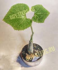 Image result for Coccinia mildbraedii