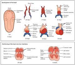 This begins with the formation of two endocardial tubes which merge to form the tubular heart, also called the primitive heart tube. Heart Development Wikipedia