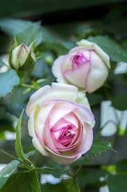It seems to be liking it so far! Pink Pierre De Rosard Eden Heirloom Roses Usa Photographic Print Lisa Engelbrecht Art Com