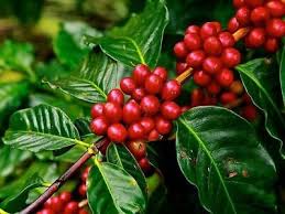 Image result for Coffea sp. A