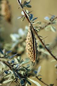 Image result for Catophractes alexandri