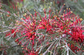 Image result for Grevillea biternata