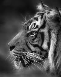 Tiger Lovers Club On Instagram Black White Vibe Follow Tigerloversclub For More By Davidwhelanphotography Tag Someone That Should See This In 2020
