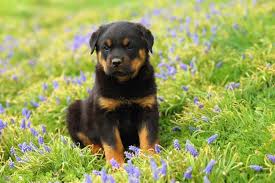 We have rottweiler stud service to. Rottweiler Puppy Wallpaper Wall Mural