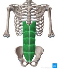 We cover the different bones that make up the rib cage and some of the functions. Rectus Abdominis Origin Insertion Innervation Function Kenhub