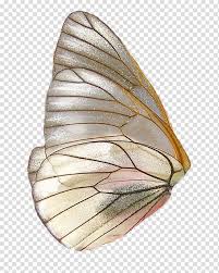 Brown Butterfly Wing Illustration Butterfly Wing Feather Clip Feather Wings Fantasy Butterfly Wings Transparent Collage Design Collage Art Brown Butterflies