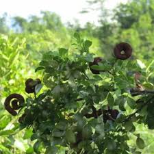 Image result for Polyspatha paniculata