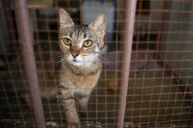 Noda air kencing kucing dan anjing menyebabkan dua masalah, yaitu mengandung bakteri penyebab penyakit gunakan penghilang bau kencing kucing dan anjing khusus untuk karpet yang dijual di. Kencing Merata Mencakar Bukan Sahaja Tanda Si Bulus Cemburu Juga Kerana Tak Puas Hati I Suke Mstar