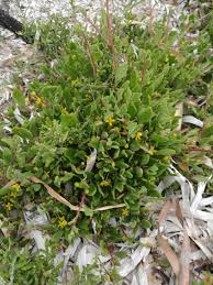 Image result for Tetragonia spicata
