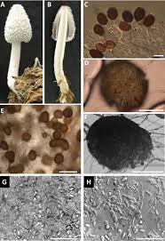 Image result for Coprinus sp.