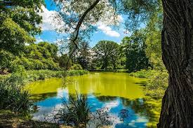 And you can do it without using potentially dangerous algaecides. How To Clear Murky Pond Water The Right Way Without Chemicals