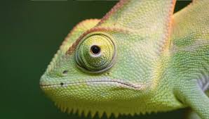 They report their results in acs applied materials & interfaces. Chameleons Inspire Smart Skin That Changes Color In Sun