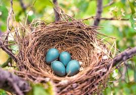 So, each time old blue laid her eggs, he would. Nest Fest Missouri Department Of Conservation