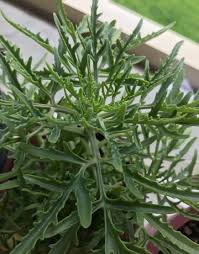Image result for Kalanchoe lanceolata