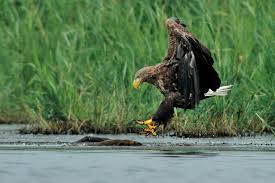 These birds are adapted to an aquatic existence with webbed feet, flattened bills, and feathers that are excellent at shedding water due to an oily coating. Havsorn Wikipedia