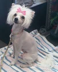 Pin On Chinese Crested It