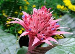 Provide additional lighting, if required. 8 Plants Without Soil You Can Grow At Home Bob Vila