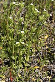 Image result for Sebaea