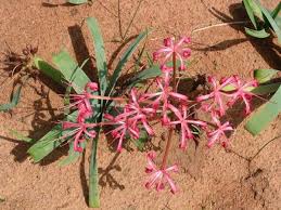 Image result for Ammocharis tinneana