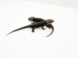 Halmahera blue tongue skink for sale; Male And Female Red Eyed Crocodile Skink Wc Lizards For Sale