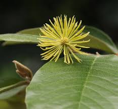 Image result for Trichocladus ellipticus