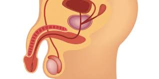 Os órgãos que compõem o sistema reprodutor masculino são: El Aparato Reproductor Femenino Informacion Util Actualizada 2020 Aparato Reproductor Femenino