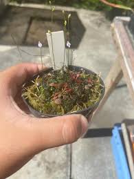 Image result for Utricularia arenaria