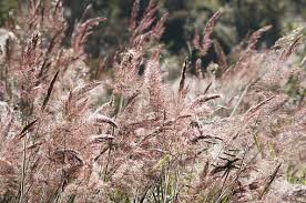 Image result for Melinis minutiflora