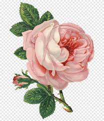 See more ideas about flower art, flower pictures, flower painting. Vintage Flowers Png Images Pngegg