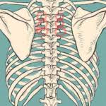 Full rack is 7 bones. 5 Things To Do When A Rib Goes Out Thomas Chiropractic