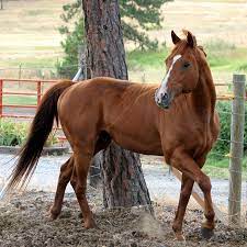 Thoroughbreds Wallpapers Fun Animals Wiki Videos Pictures Stories Horses Beautiful Horses Thouroughbred Horse