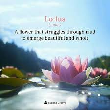 482 Likes 6 Comments Ethos Healthcare Ethoshealthcare On Instagram Repost Wednesday 1975 Regranned Lotus Flower Quote Flower Quotes Buddha Groove