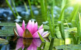 Look through examples of bunga teratai translation in sentences, listen to pronunciation and learn grammar. Tapete Bunga Teratai Natur Blume Wasserpflanze Lotus Familie Lotus Seerose Pflanze Heiliger Lotus Naturliche Landschaft Blutenblatt 1859916 Wallpaperkiss