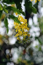 Image result for Cassia ferruginea
