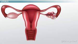 At this point, menstrual cycles can become irregular and eventually stop. The Female Reproductive System Functions Parts Video Lesson Transcript Study Com
