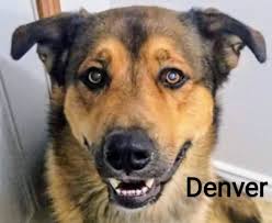 Rehoming three dogs in Manitoba, Australian Shepherd, Rottweiler, and  Bullmastiff mixes