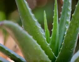 How do you care for an aloe vera plant. How To Care For An Aloe Vera Plant