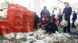 Cara ternak ayam broiler ini telah dibuktikan oleh mitra kami hingga mendapatkan penghargaan keunggulan utama suplemen organik cair gdm spesialis ternak ini adalah pada kandungan untuk ayam, ada beberapa vaksin yang bisa diberikan, yaitu vaksin nd/tetelo pada umur 4 hari, lalu vaksin. Kumpulan Berita Harga Ayam Potong Stok Mulai Langka Harga Ayam Potong Di Gunungkidul Meroket