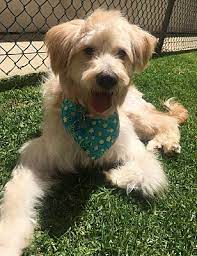 Goldendoodle puppy doodle hypoallergenic non shedding. Los Angeles Ca Goldendoodle Meet Princess Coconut Handicapped A Pet For Adoption