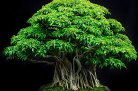 Cara Menanam Dan Merawat Bonsai Beringin Yang Baik