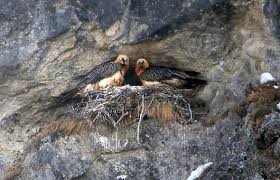 Vulture experts from all over europe provide a comprehensive overview of the status, biology, threats and protection of european vultures. Zwei Neue Bartgeier Parchen Im Wallis 1815 Ch
