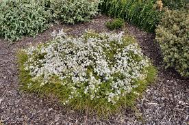 Image result for Annickia ambigua