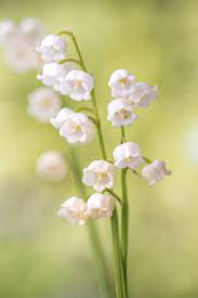 Lily of the valley will capture your heart the first time you see it bloom in spring. Lily Of The Valley Lily Of The Valley Flowers Beautiful Flowers Pretty Flowers