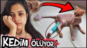 Kedim Oluyor Veteriner Ne Dedi Son Durum Youtube