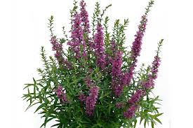 Image result for Lythrum